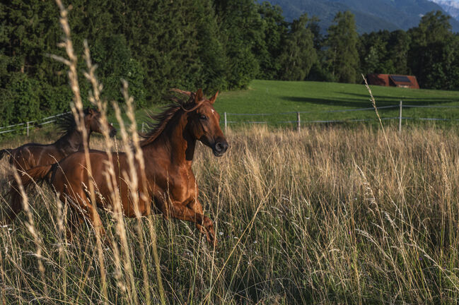 Vollblutaraber Wallach 4 Jahre, Karoline Holzleitner, Horses For Sale, Scharnstein, Image 9