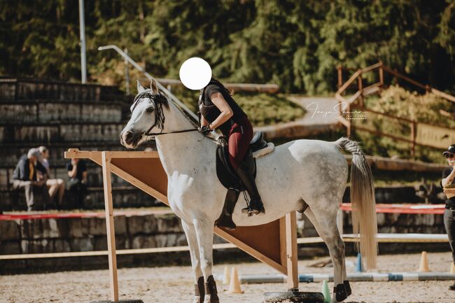 Vollblutaraber-Wallach, Mirjam, Horses For Sale, Düdingen