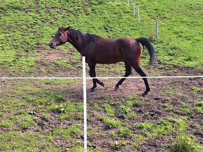 Vollblutaraber Jay, Michael Macheiner, Horses For Sale, 8822 Mühlen, Image 3