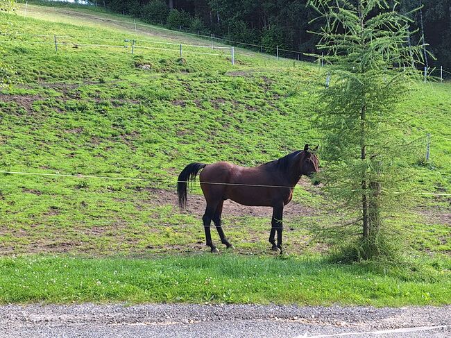 Vollblutaraber Jay, Michael Macheiner, Horses For Sale, 8822 Mühlen, Image 6