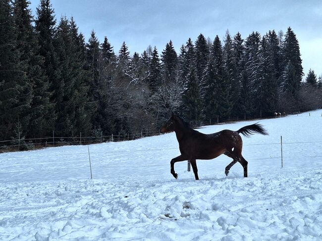 Vollblutaraber Jay, Michael Macheiner, Horses For Sale, 8822 Mühlen, Image 6