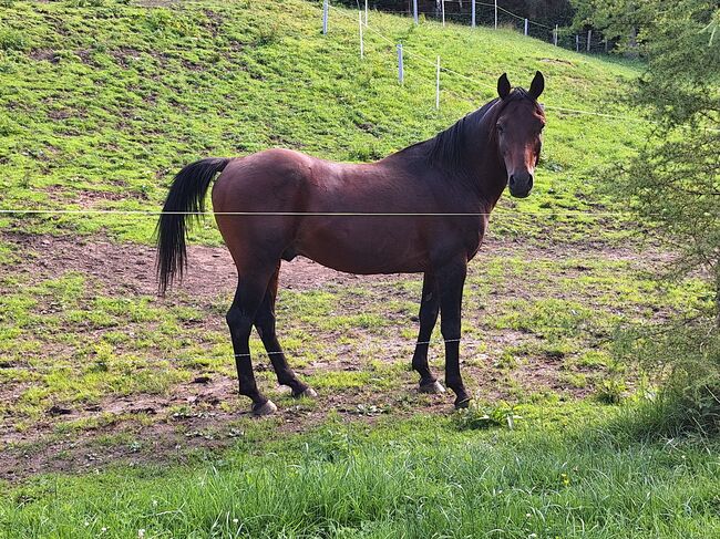 Vollblutaraber Jay, Michael Macheiner, Horses For Sale, 8822 Mühlen, Image 3