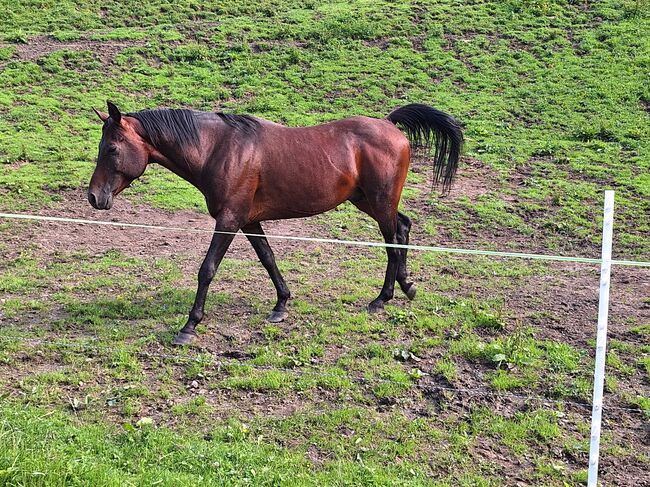 Vollblutaraber Jay, Michael Macheiner, Horses For Sale, 8822 Mühlen