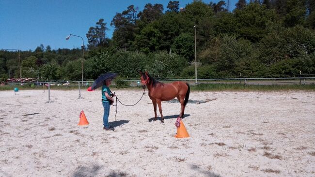 Vollblutaraber Stute, U.Denke, Horses For Sale, Freudenberg, Image 4