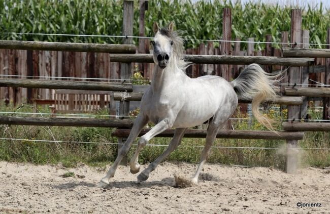 Vollblutaraber rein ägyptisch Blue List Hengst/Wallach, Majidah Arabians, Horses For Sale, Wittingen 