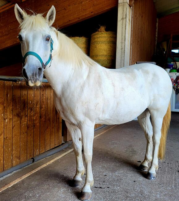 Reinrassige Connemarastute zu verkaufen, Ingold, Horses For Sale, Widen, Image 3