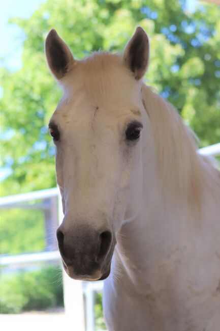 Reinrassige Connemarastute zu verkaufen, Ingold, Horses For Sale, Widen, Image 2