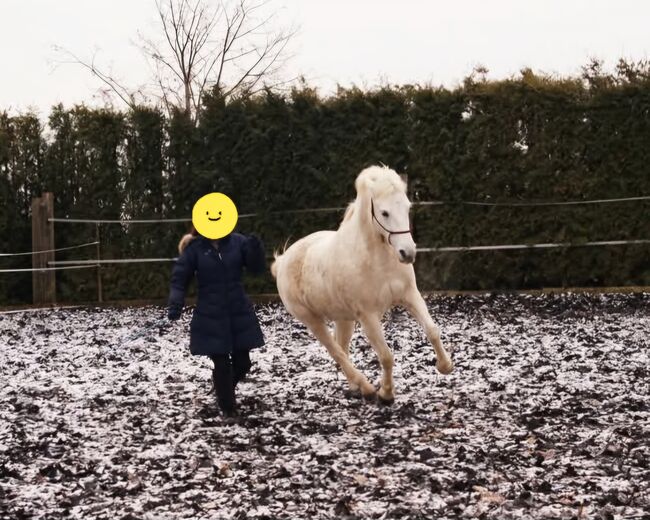 Reinrassige Connemarastute zu verkaufen, Ingold, Horses For Sale, Widen, Image 7