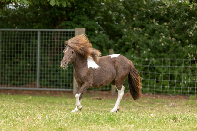 Purebred Falabella miniature horse, Sandra. Alpaca & Falabellaranch Rzadkiewa, Horses For Sale, Kerkwerve 