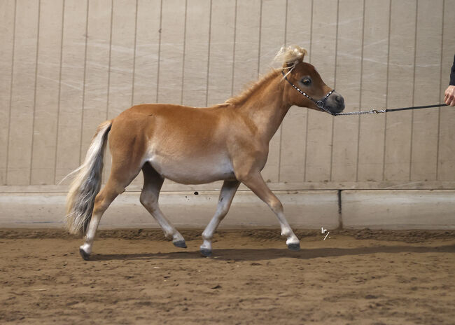 Purebred Falabella miniature horse yearling mare, Greet Dewil, Horses For Sale, Grobbendonk