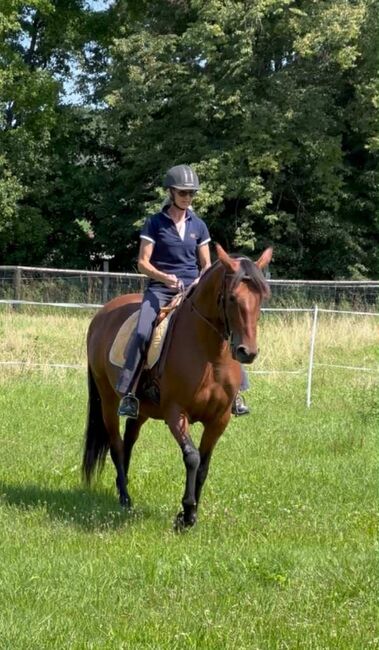 reinrassige PRE-Stute mit besten Papieren, Barbara Masmeier, Horses For Sale, Sierndorf, Image 3