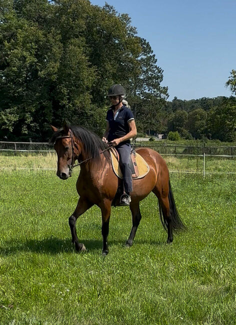 reinrassige PRE-Stute mit besten Papieren, Barbara Masmeier, Horses For Sale, Sierndorf, Image 2