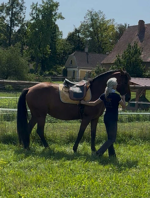 reinrassige PRE-Stute mit besten Papieren, Barbara Masmeier, Horses For Sale, Sierndorf, Image 2