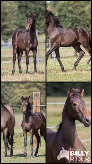 Pura Raza Española Hengst, Nováková , Horses For Sale, Nova Bystrice , Image 6