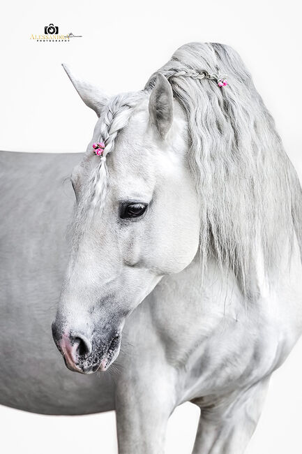 Puskas de Susaeta, PRE Pura Raza Espanola, Hengst, 14 Jahre, Schimmel, WOW Pferd  (WOW Pferd), Pferd kaufen, Bayern - Attenkirchen