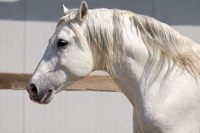 Puskas de Susaeta - PRE Pura Raza Espanole, Hengst, 14 Jahre, Schimmel, WOW Pferd  (WOW Pferd), Horses For Sale, Bayern - Attenkirchen