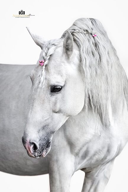 Puskas de Susaeta - PRE, Hengst, 14 Jahre, Schimmel, WOW Pferd  (WOW Pferd), Horses For Sale, Bayern - Attenkirchen