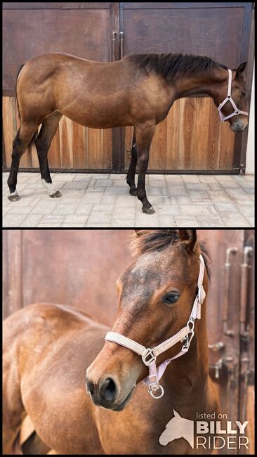 Qh Baystute *23 - Top Abstammung für Sport, Amelie Liegl, Horses For Sale, Eppan, Image 3