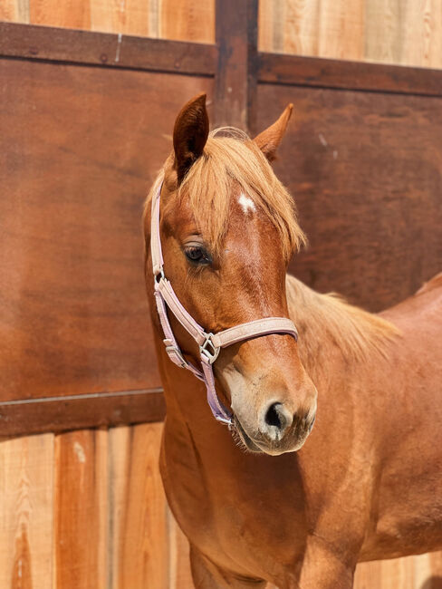 Qh Fuchsstute 1j - VV: Wimpys Little Step, Amelie Liegl, Horses For Sale, Eppan, Image 2