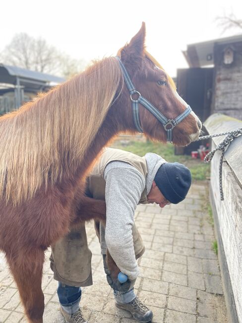 QH Hengst, 2023, Sabine Kaiser, Horses For Sale, Fürth, Image 6