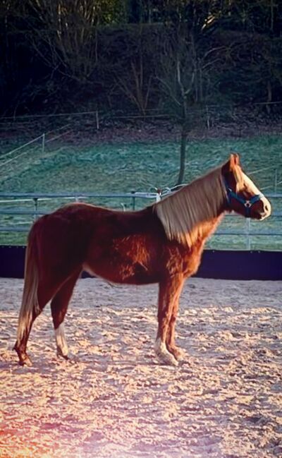 QH Hengst, 2023, Sabine Kaiser, Horses For Sale, Fürth