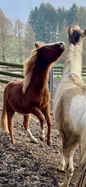 QH Hengst, 2023, Sabine Kaiser, Horses For Sale, Fürth, Image 5