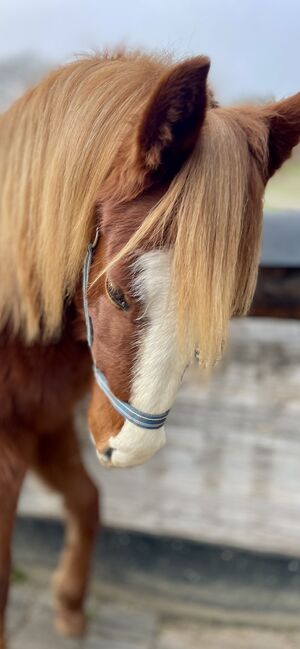 QH Hengst, 2023, Sabine Kaiser, Horses For Sale, Fürth, Image 8