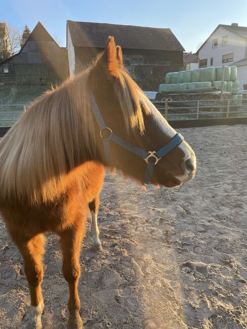 QH Hengst, 2023, Sabine Kaiser, Horses For Sale, Fürth, Image 2