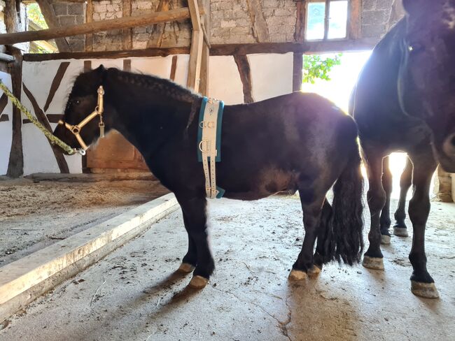 QHP Thunderbolt Longiergurt Gr. Shetty NEU, QHP Thunderbolt, Coimbra, Lunging, Reitzenhain