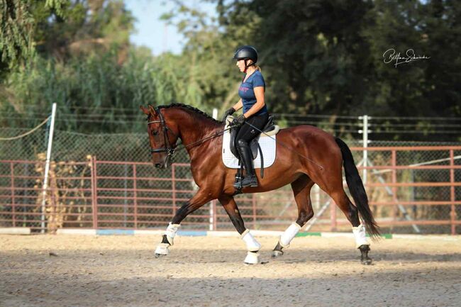 Qualitätsbetonte PRE-Stute für sportliche Ambitionen, Katharina Schori, Pferd kaufen, Thusis