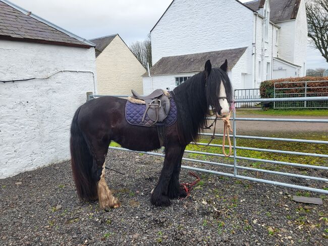 Quality cob filly, Lesley hastie , Horses For Sale, Dumfries , Image 2