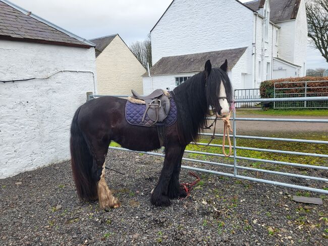 Quality cob filly, Lesley hastie , Pferd kaufen, Dumfries , Abbildung 2