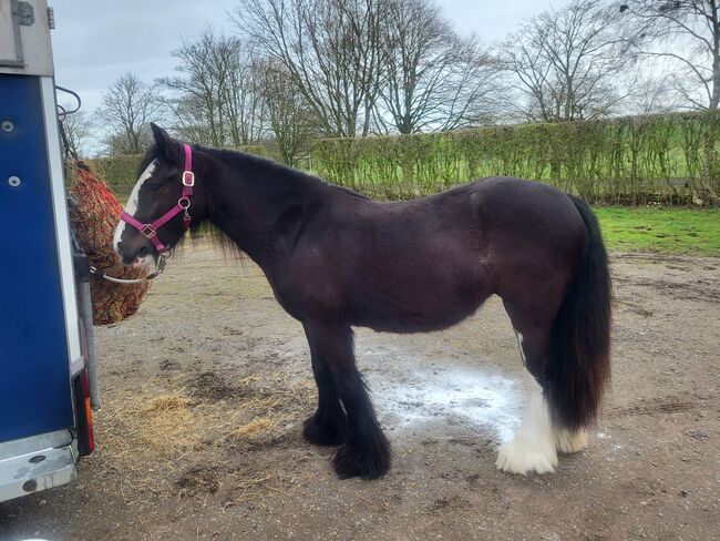 Quality cob filly, Lesley hastie , Pferd kaufen, Dumfries , Abbildung 4