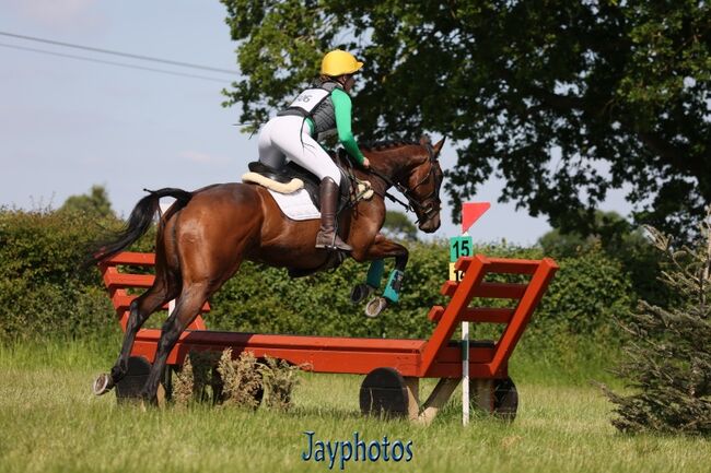 Quality Top Class Eventing Prospect, Tricia , Konie na sprzedaż, Bridgwater , Image 3