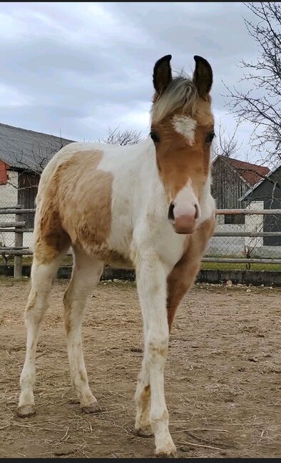 Quarab Hengst Fohlen, Roman, Horses For Sale, Lackendorf