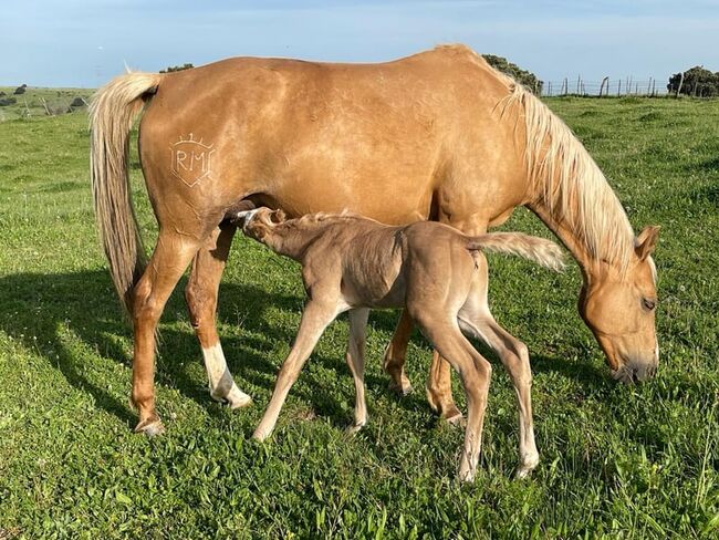 Quarab Palomino Hengstfohlen, Yeguada Trébol, Horses For Sale, Alcoy, Image 3