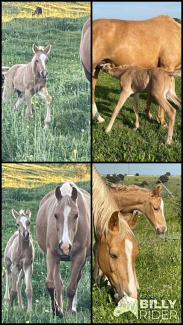 Quarab Palomino Hengstfohlen, Yeguada Trébol, Horses For Sale, Alcoy, Image 6