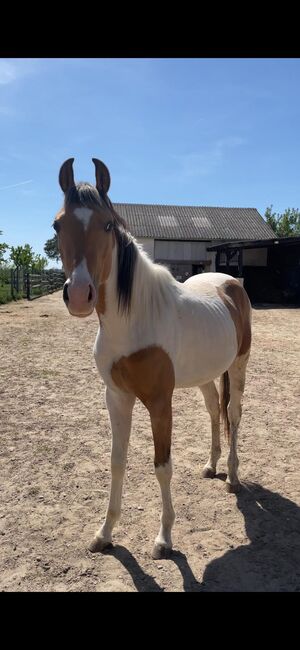 Quarab Wallach, Roman, Horses For Sale, Lackendorf