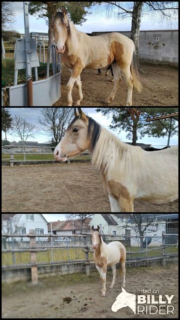 Quarter-Araber Stute Quarab, Roman, Horses For Sale, Lackendorf, Image 4