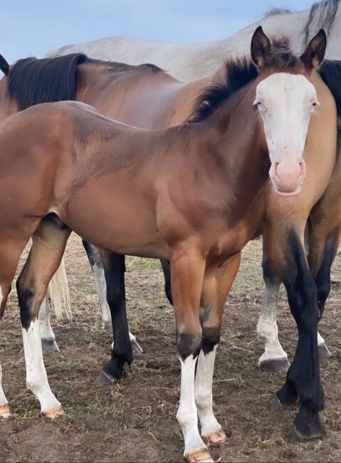 Quarter Hengstfohlen, Malia, Horses For Sale, Liebenwalde