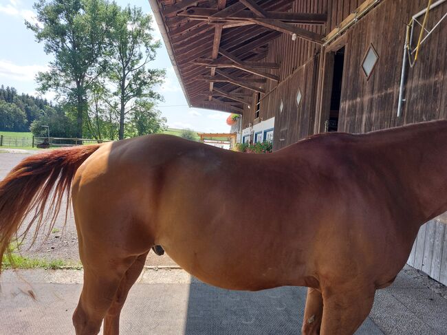 Quarter Hors, Kerstin Lohrer , Horses For Sale, Donaueschingen , Image 3