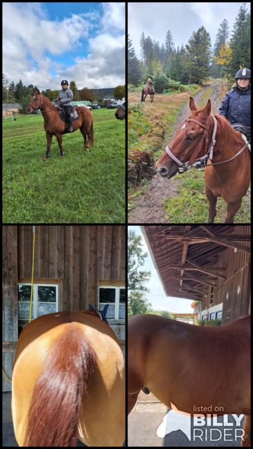 Quarter Hors, Kerstin Lohrer , Horses For Sale, Donaueschingen , Image 7