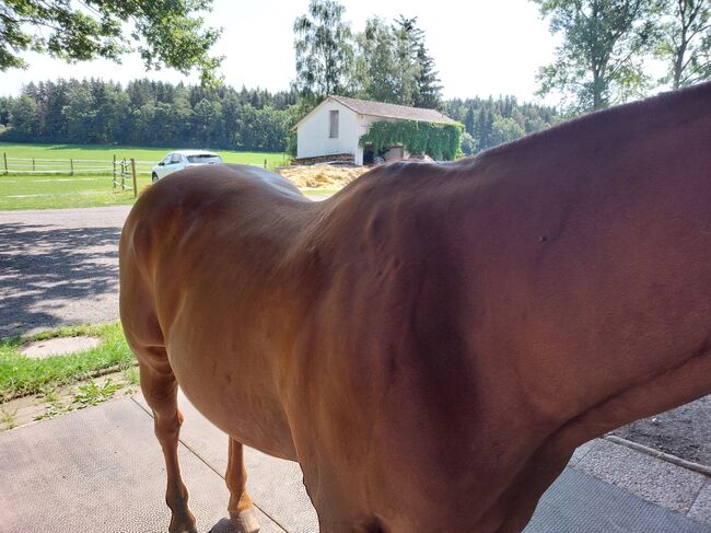 Quarter Hors, Kerstin Lohrer , Horses For Sale, Donaueschingen , Image 4