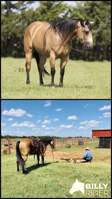 Quarter Horse Buckskin Gelding 15 Hands, Heritage View Ranch, Konie na sprzedaż, Miami, Image 3