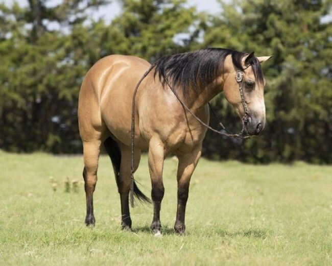 Quarter Horse Buckskin Gelding 15 Hands, Heritage View Ranch, Pferd kaufen, Miami