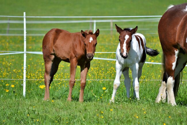 Quarter Horse Dunkelfuchs-Stutfohlen sucht ihren Herzensmenschen, Sonja, Konie na sprzedaż, Thalgau, Image 6