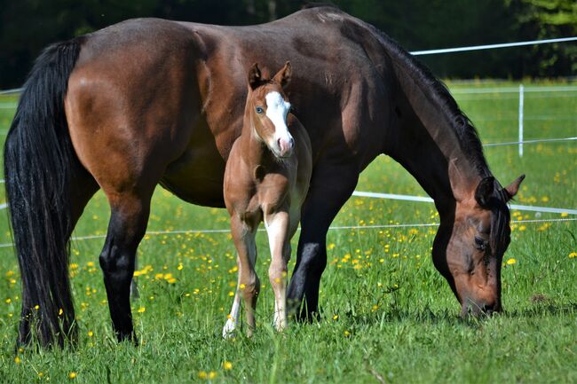 Quarter Horse Hengstfohlen in Traumoptik mit blauen Augen, Sonja, Horses For Sale, Thalgau, Image 4