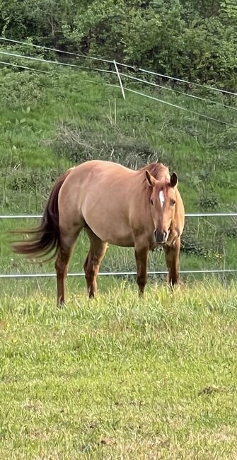 Quarter Horse red dun Holly, Vivien Müller, Konie na sprzedaż, Wilgartswiesen, Image 2