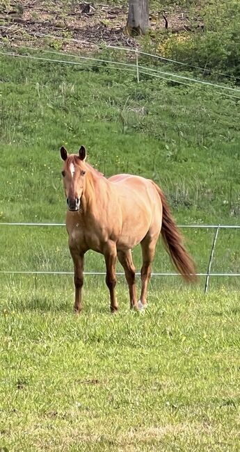 Quarter Horse red dun Holly, Vivien Müller, Konie na sprzedaż, Wilgartswiesen, Image 4