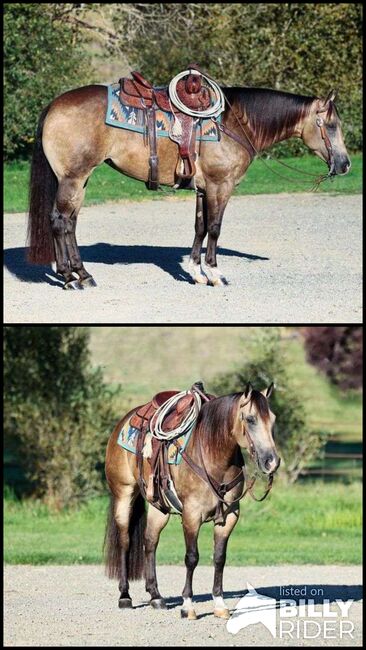 Quarter Horse Dappled Buckskin Mare 15 Hands, Heritage View Ranch, Horses For Sale, Miami, Image 3